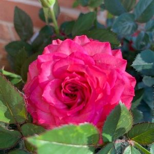 Meet your Posher, Oanh